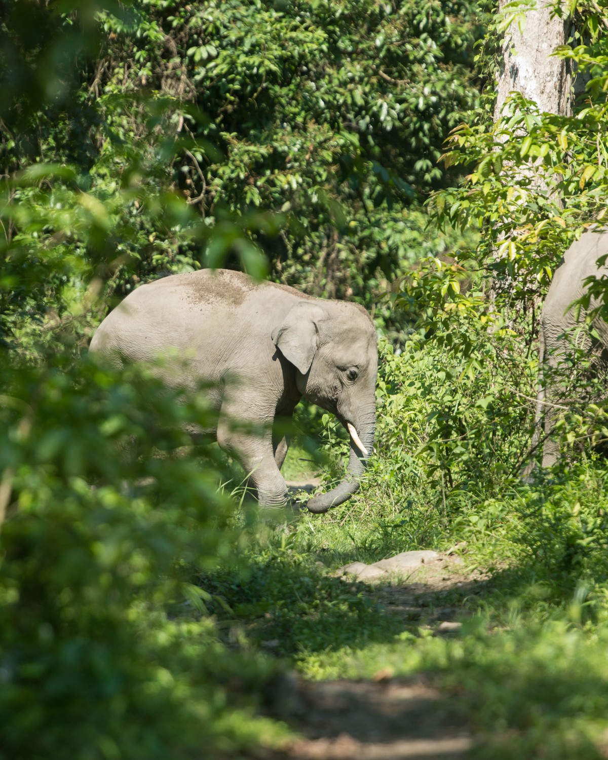 A young elephant in the forest at Manas National Park, Assam
