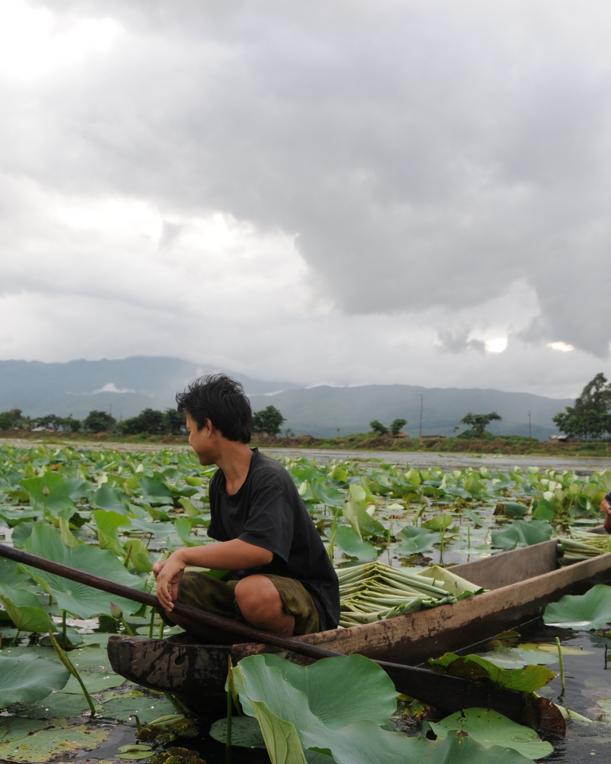 A man working from his boat in the lotus wetlands of Manipur