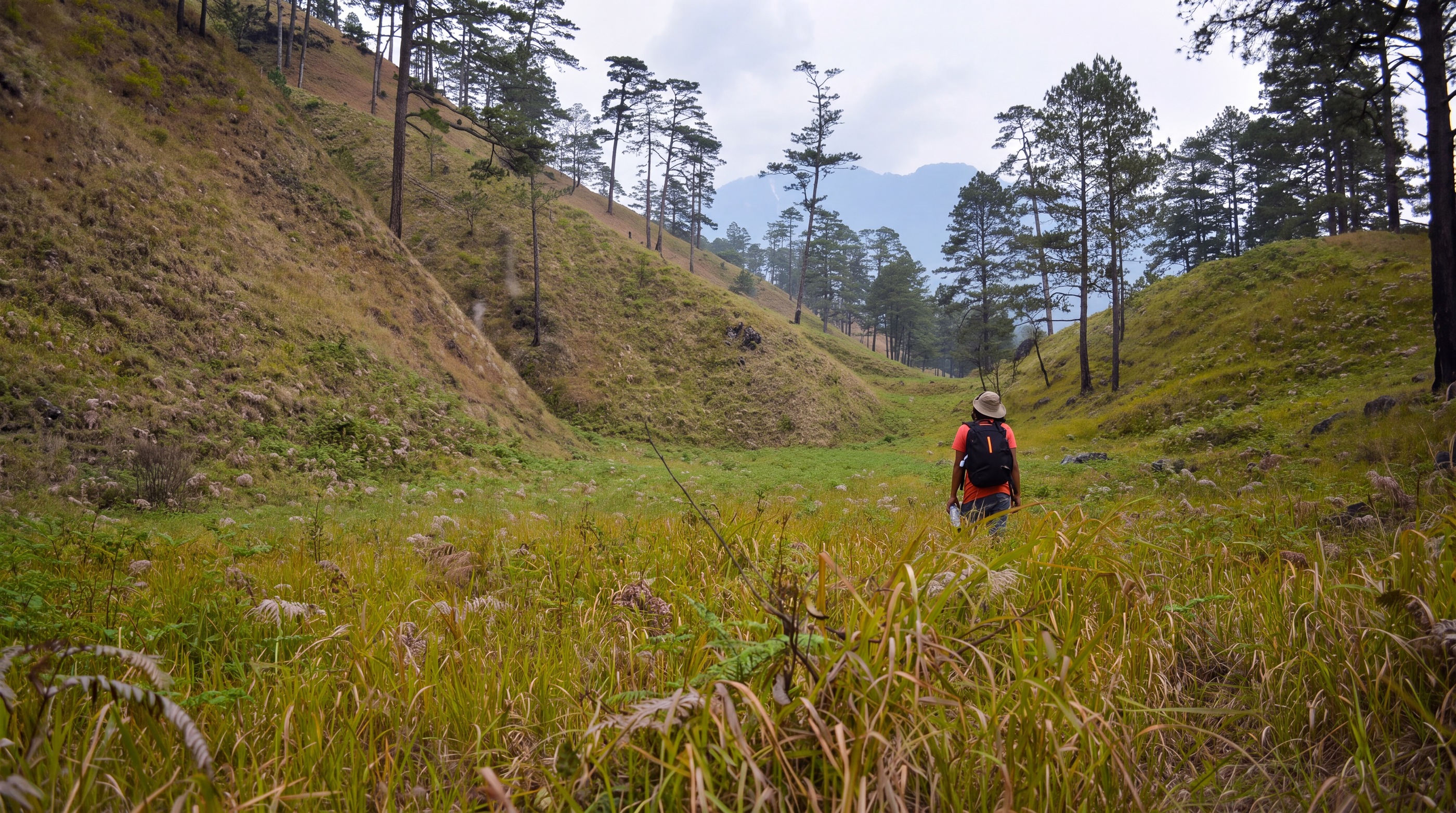 A trekker walking a grassy valley through pine hills in Northeast India