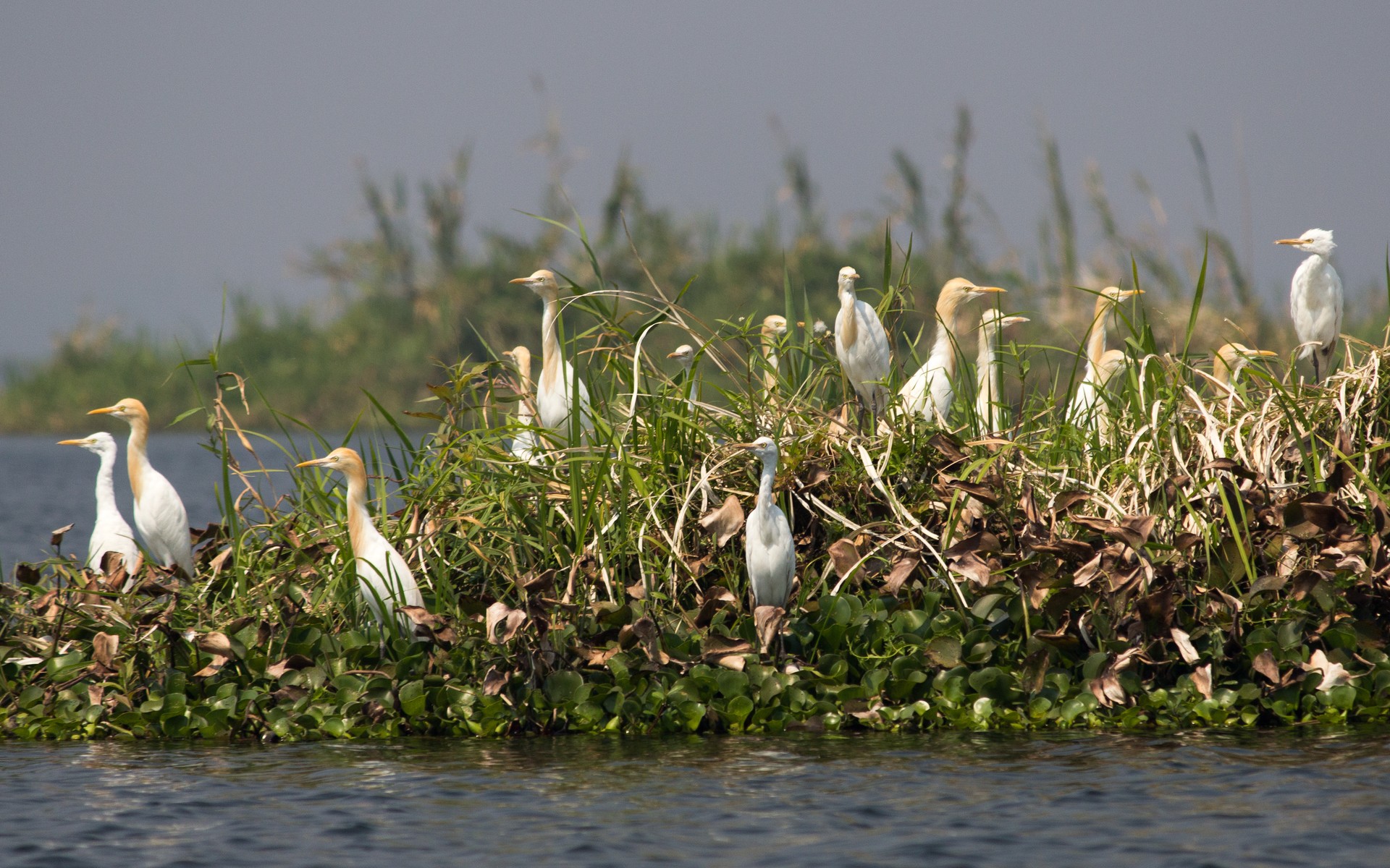 Egrets on the floating islands of Loktak Lake, Manipur