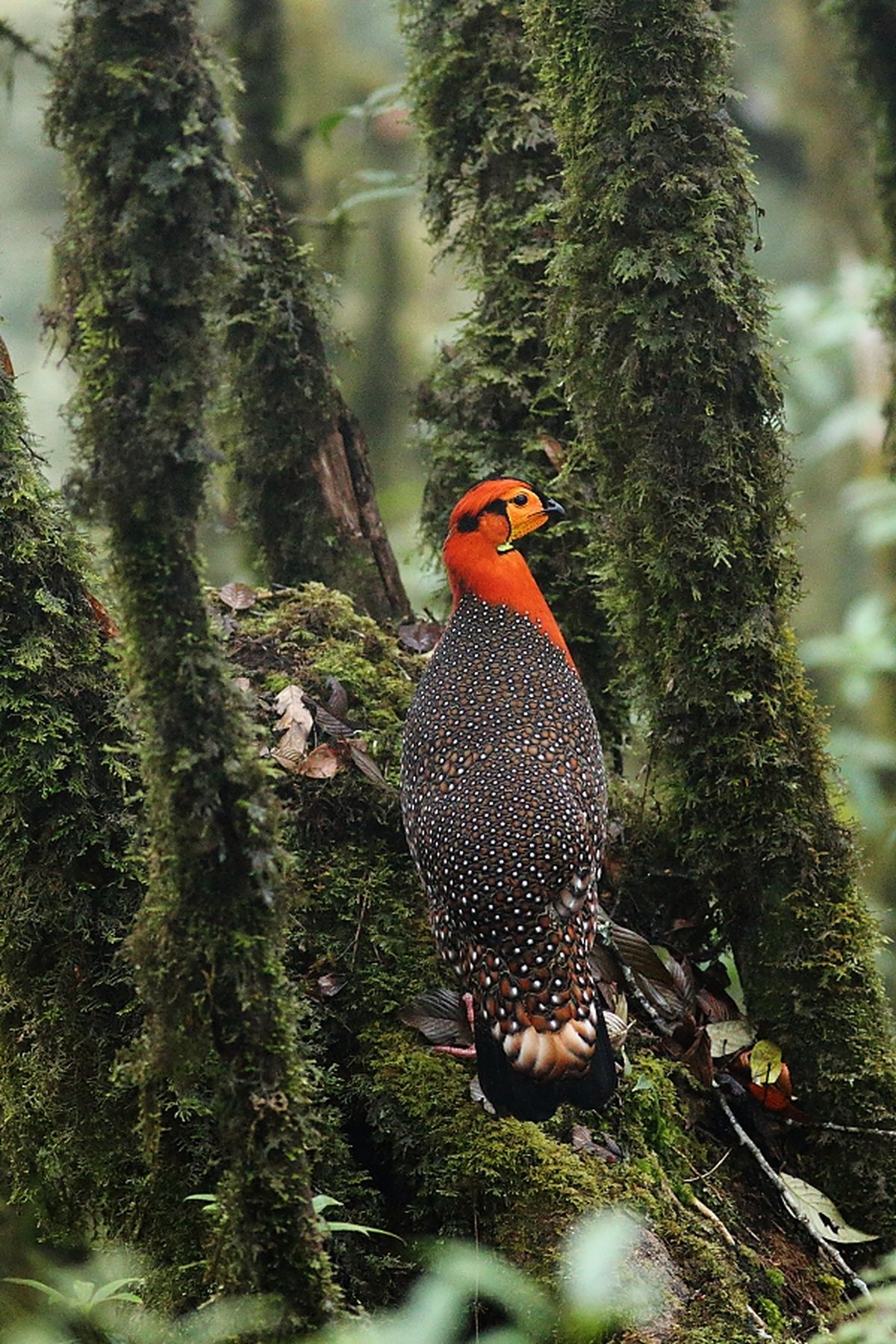 Wildlife in Arunachal Pradesh