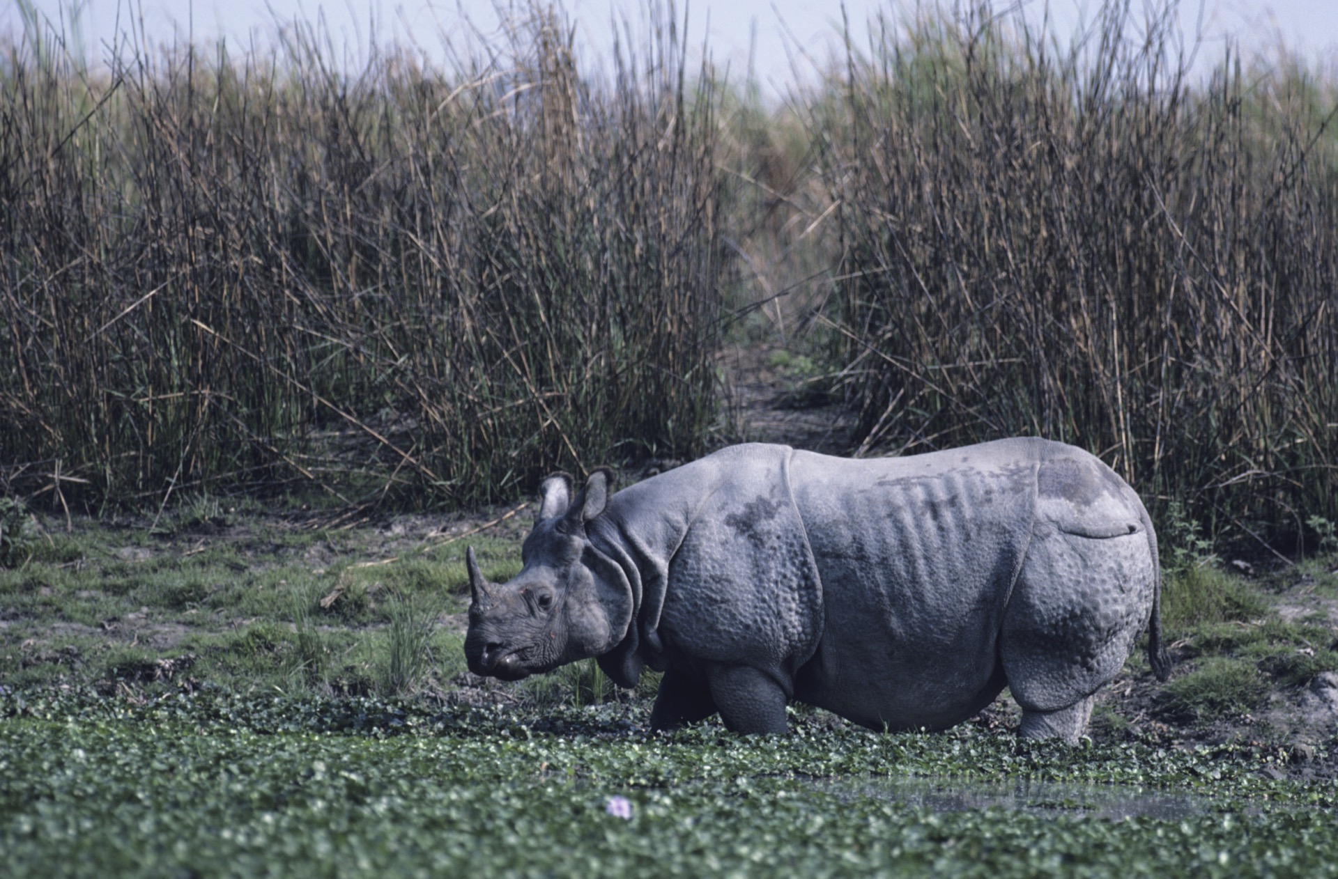 Wildlife in Assam