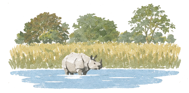 Illustration of a one-horned rhino standing in shallow water in front of tall grass