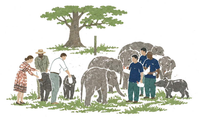 Illustration of keepers bottle-feeding young elephant calves on a lawn under a tree, bigger elephants beside them