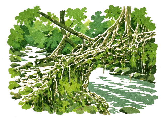 Illustration of a living root bridge of tangled roots over a clear rushing stream
