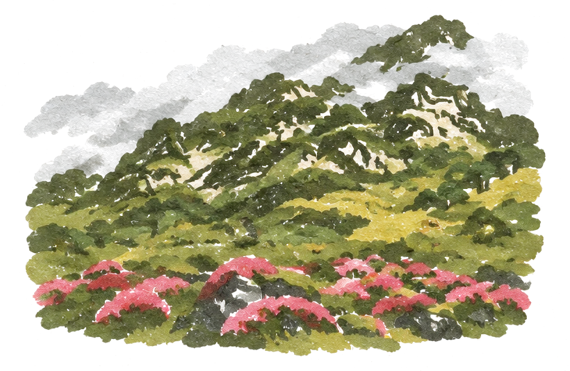 Illustration of misty green slopes with bushes of red and pink rhododendron in flower
