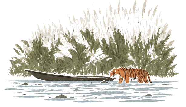 Illustration of a tiger crossing a river below tall white kans grass, beside a wooden boat