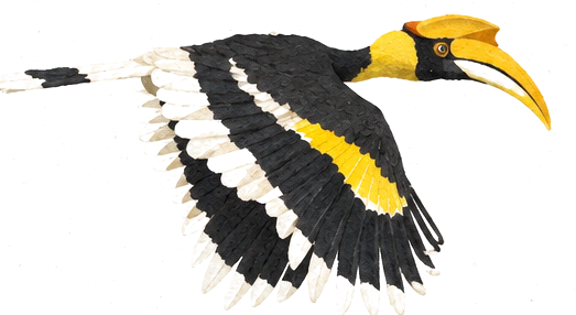 Illustration of a great hornbill in flight, with its big yellow casque and black and white wings
