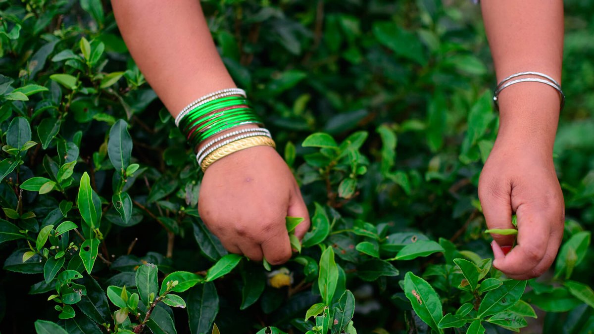Tea Tours