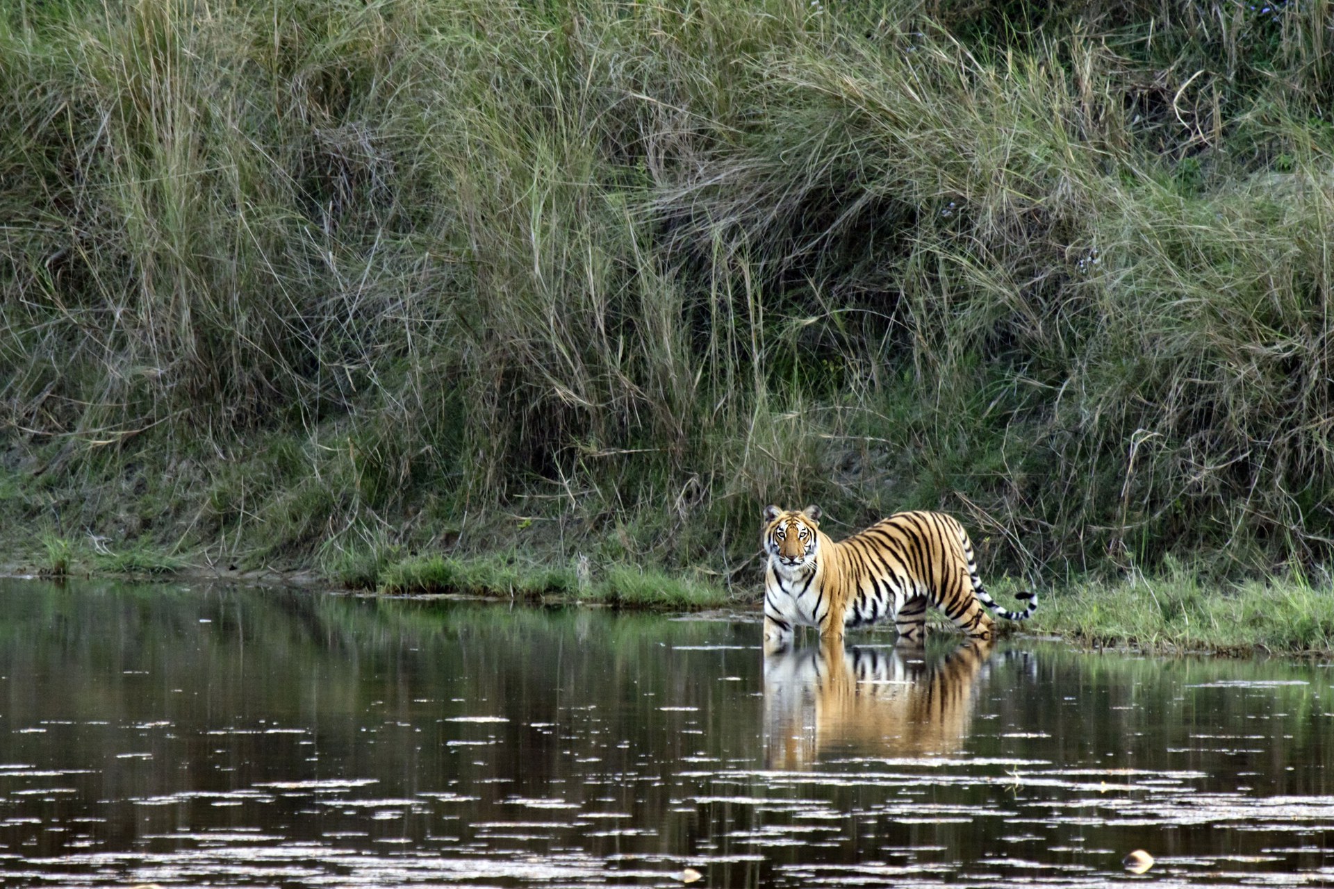 Wildlife Journeys