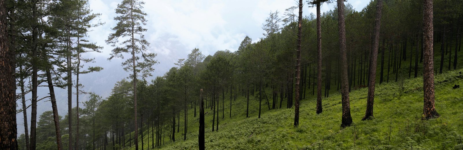 Pine forest in the eastern Himalayas