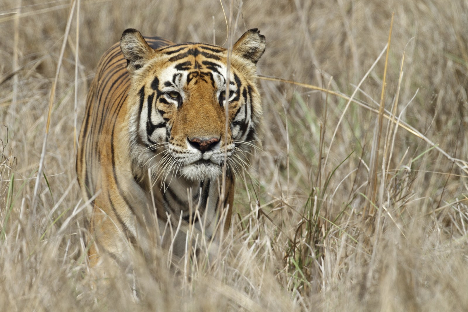 Bengal tiger in the tall grasslands of Assam
