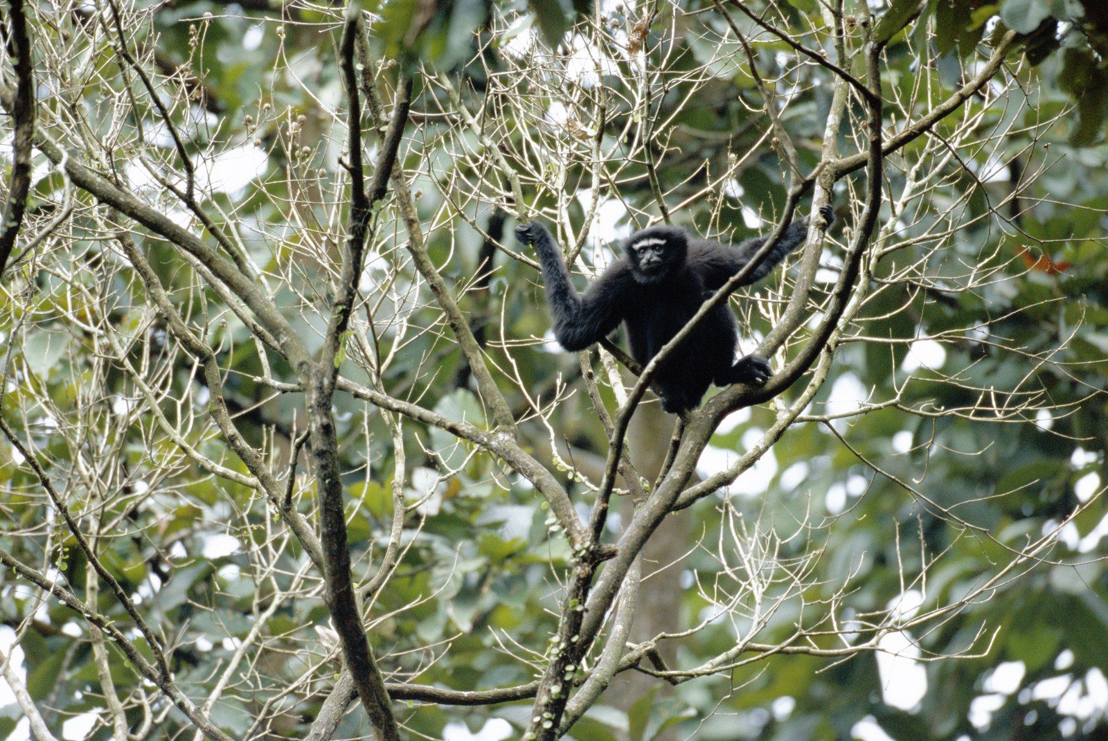 Hoolock gibbon in the forest canopy