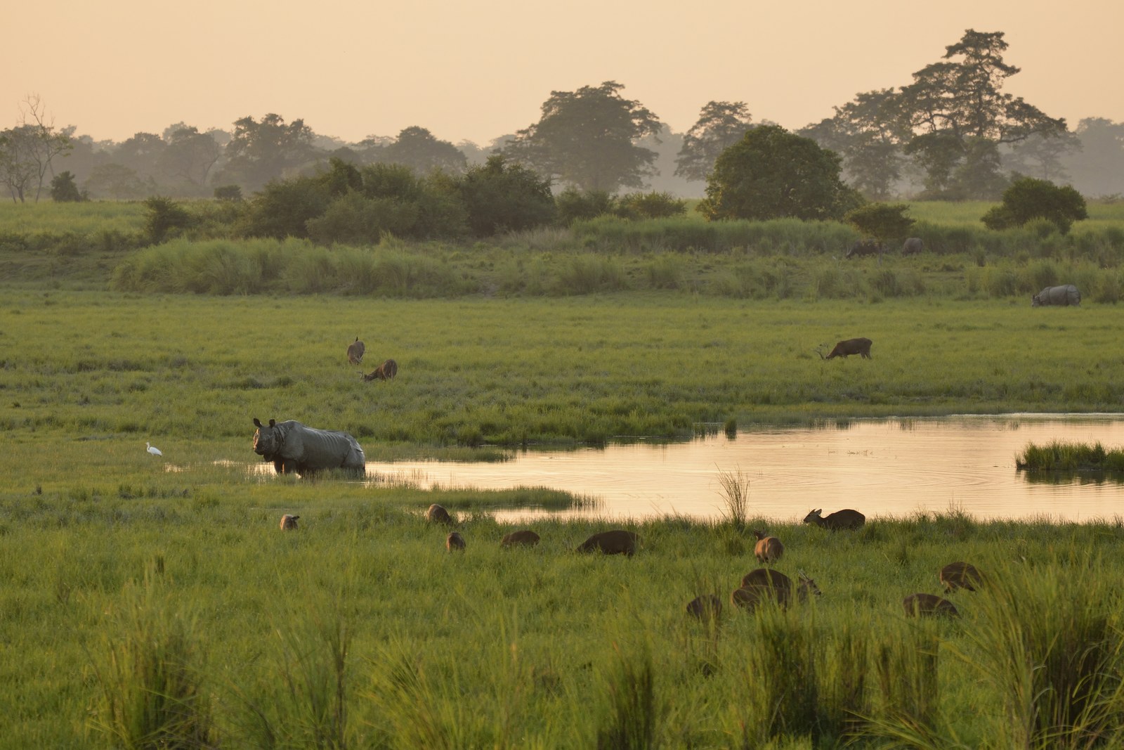 One-horned rhinoceros at dawn in Kaziranga National Park