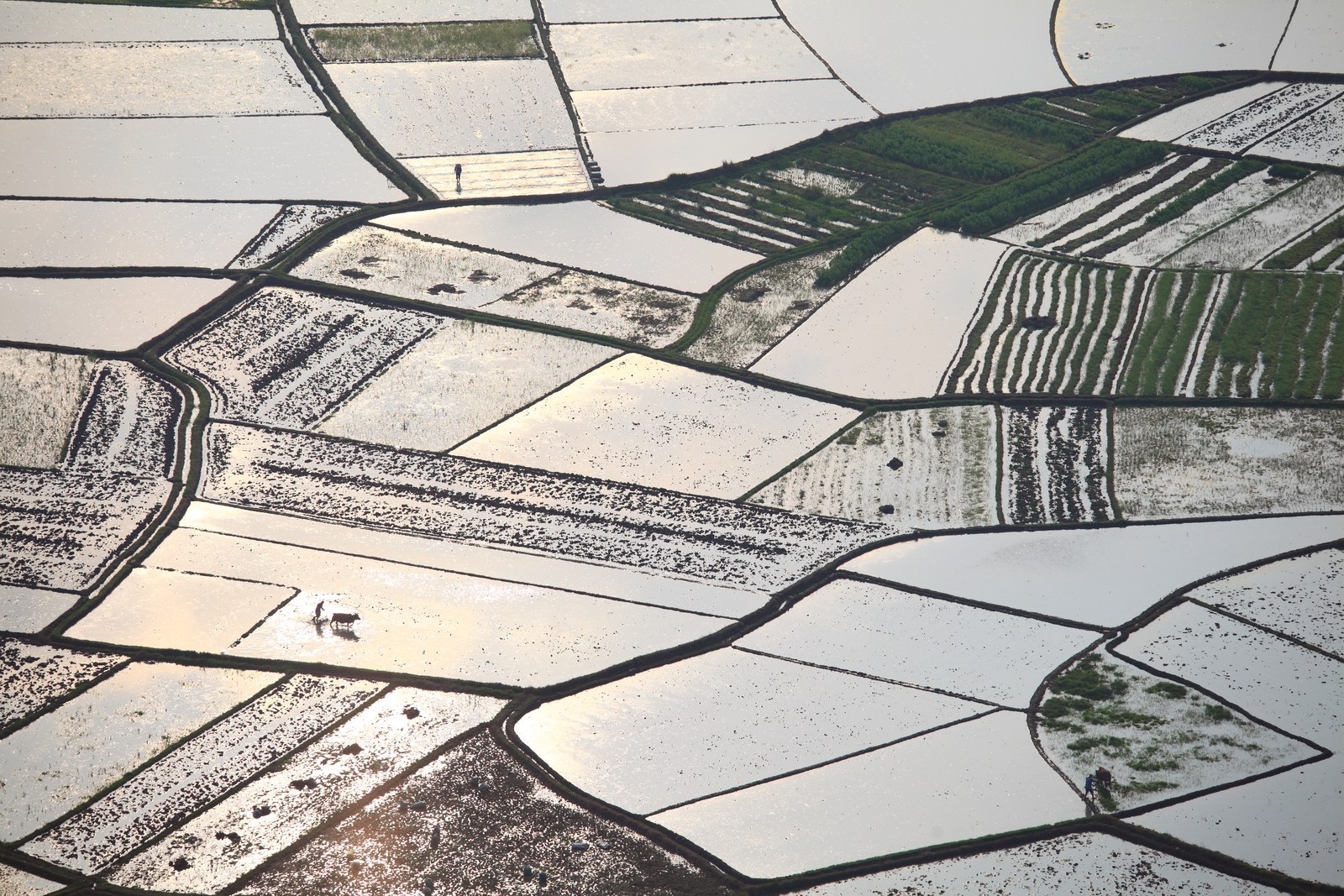 Aerial view of Assam's terraced paddy fields