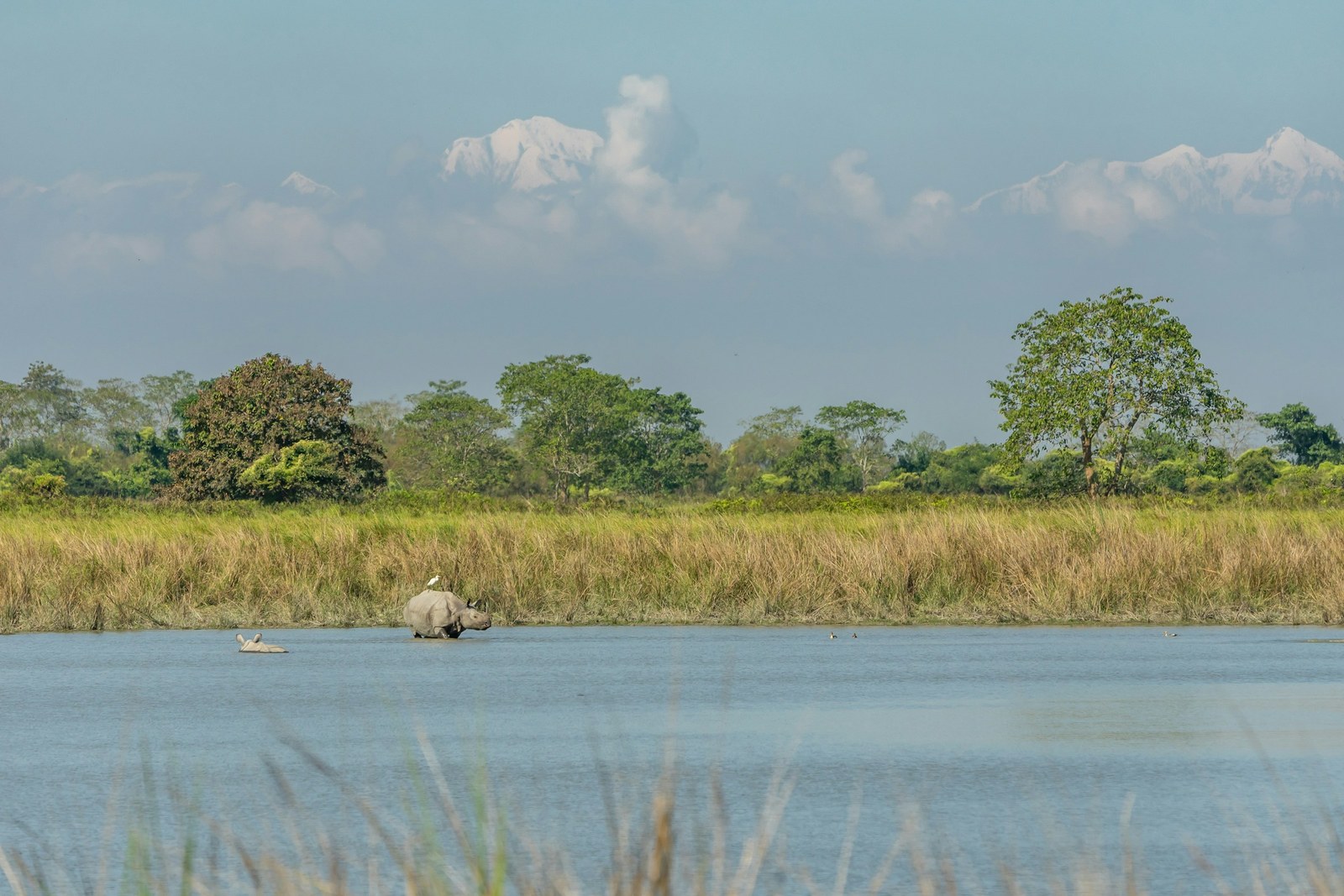 One-horned rhino wading in a Kaziranga wetland