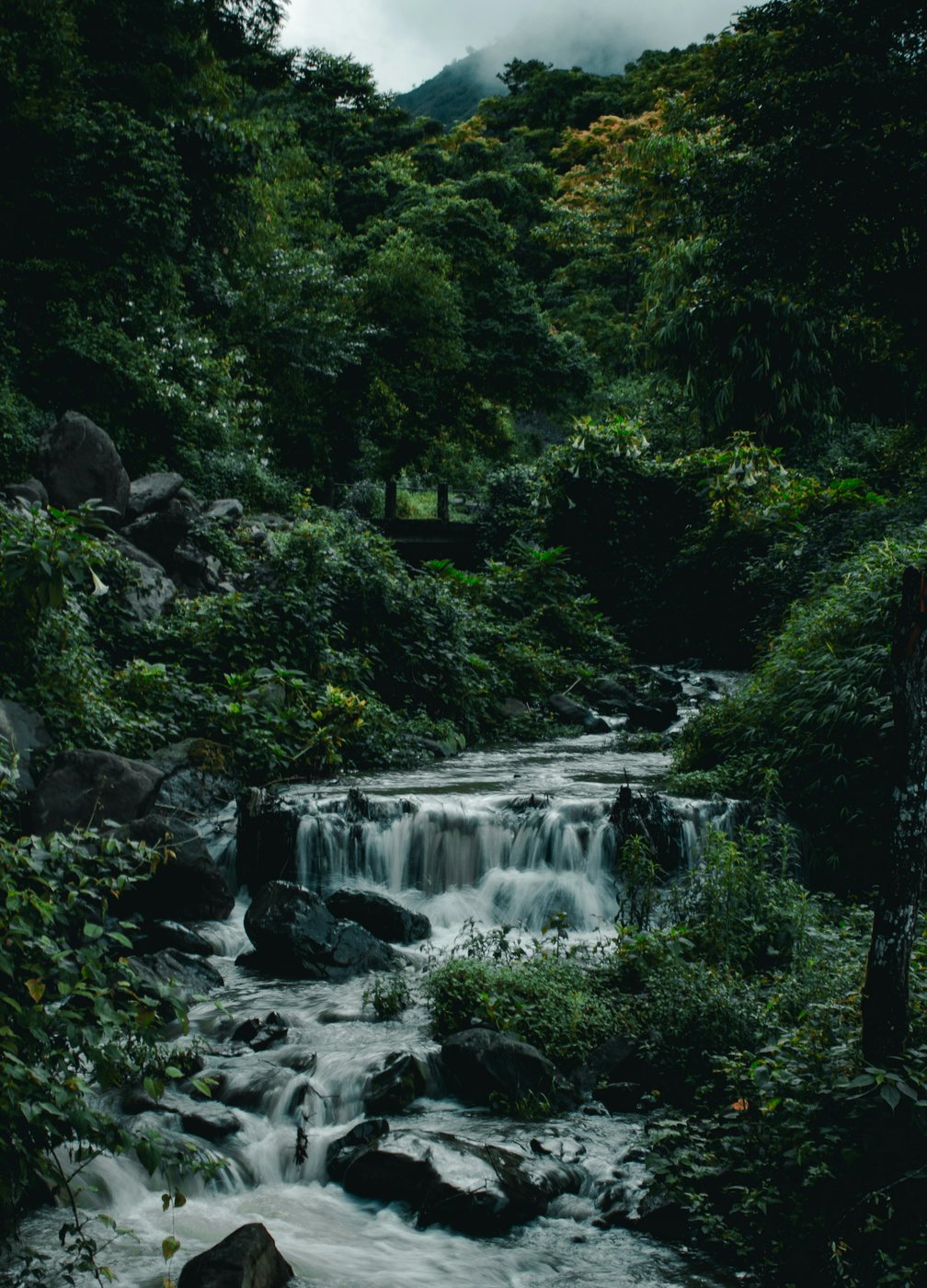 A forest stream in the hills