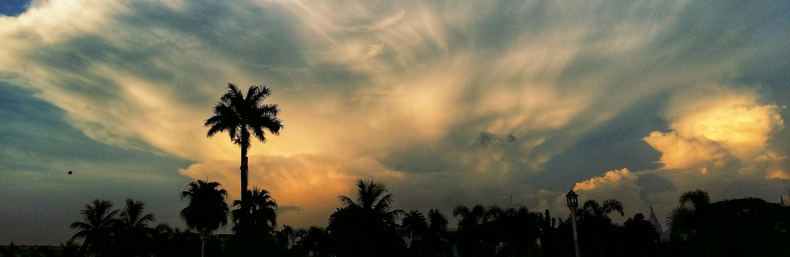 A palm silhouetted against the sunset