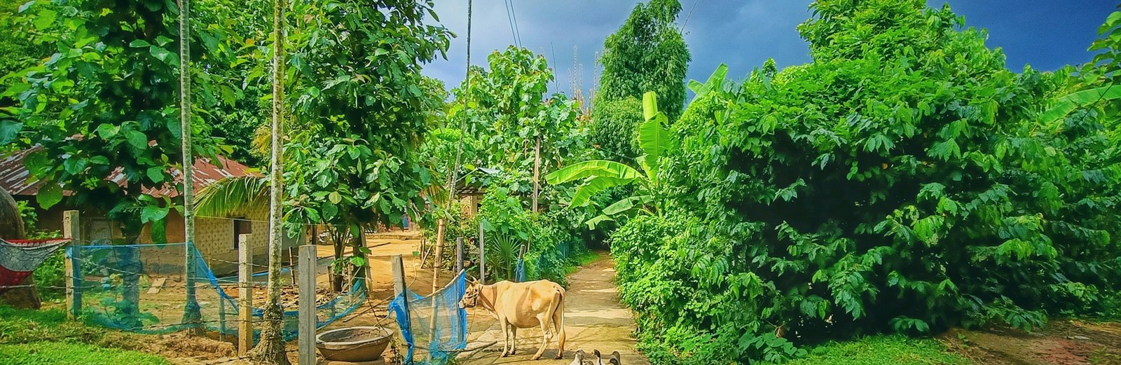 A quiet village road in the countryside