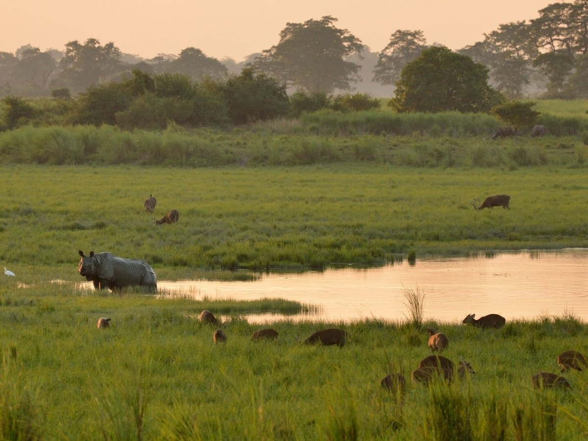 Rhino and deer in the wet grassland at first light