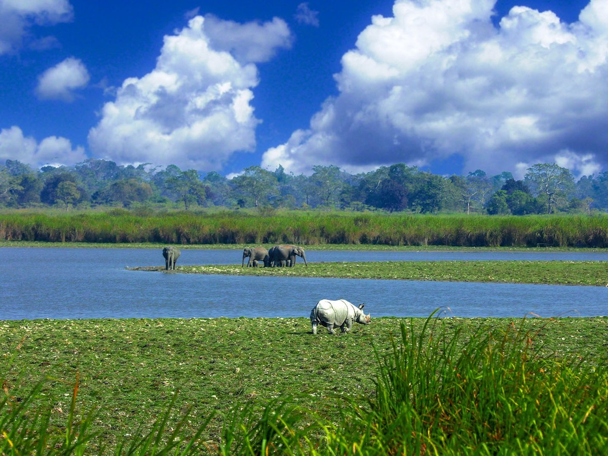 A rhino grazing the lily-covered wetland with elephants beyond