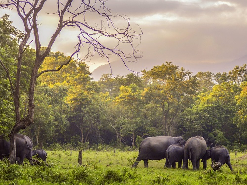 An elephant herd grazing at dusk