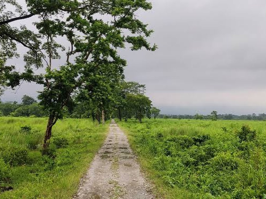 A forest track running through the grassland