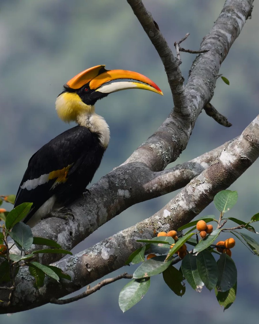 A great hornbill feeding on figs