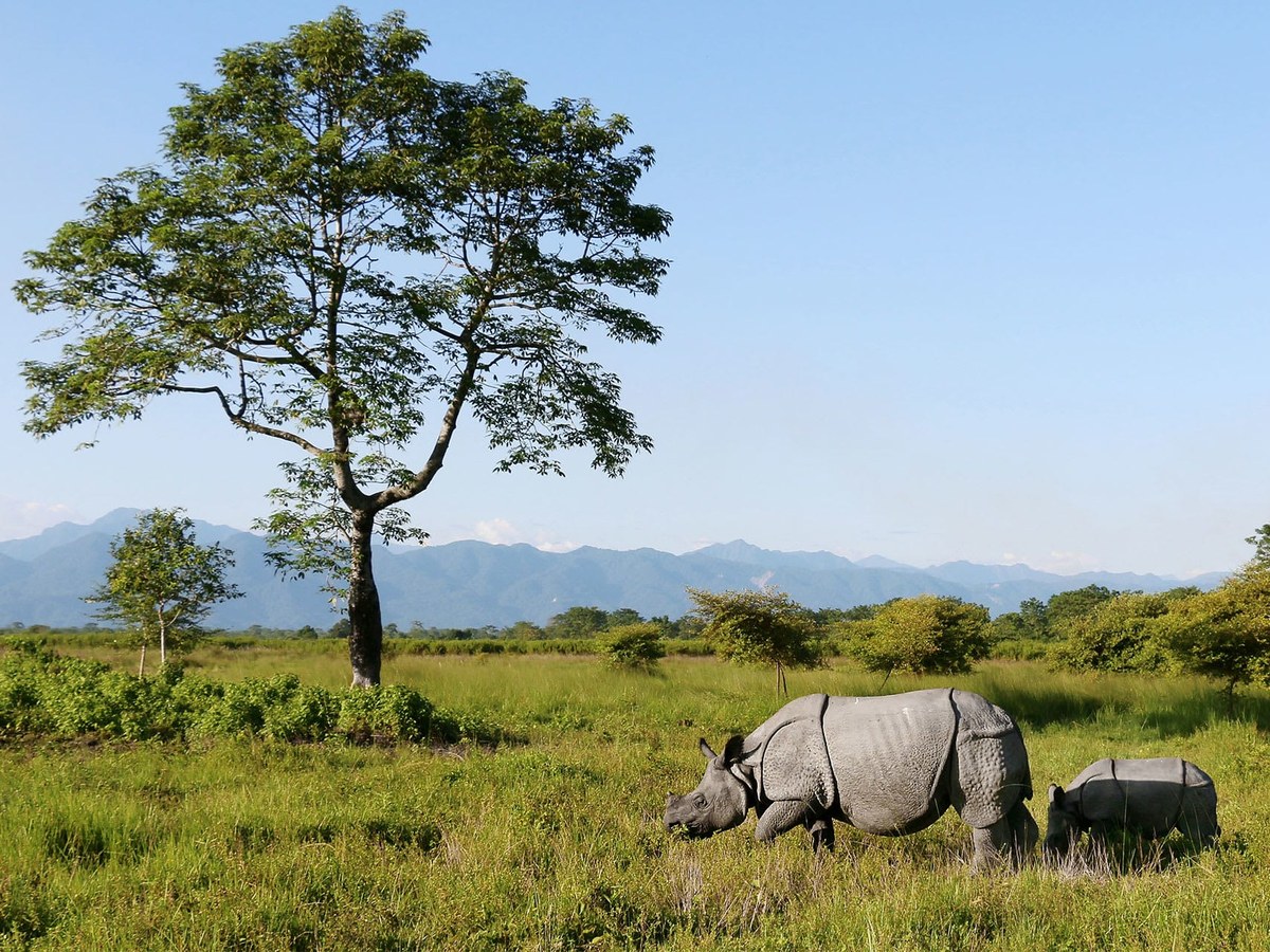 A rhino and calf in the grassland with the Bhutan hills beyond