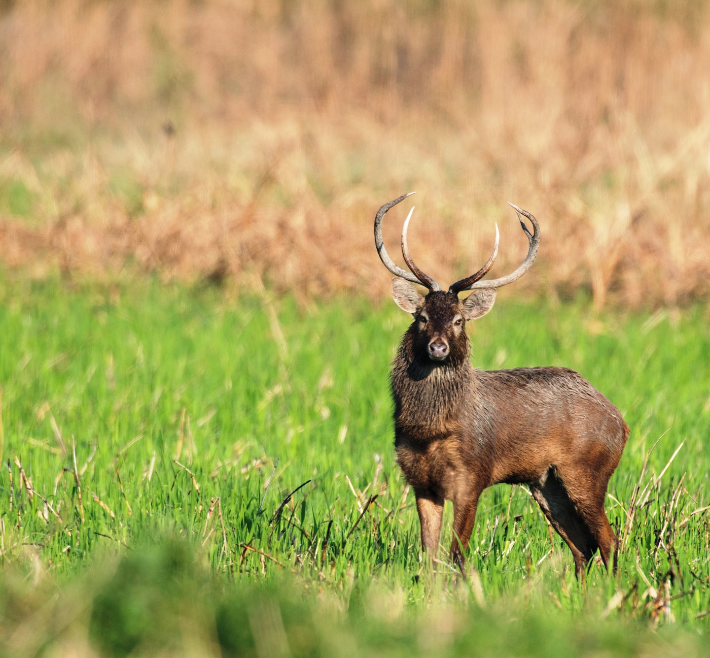 Wildlife in Manipur