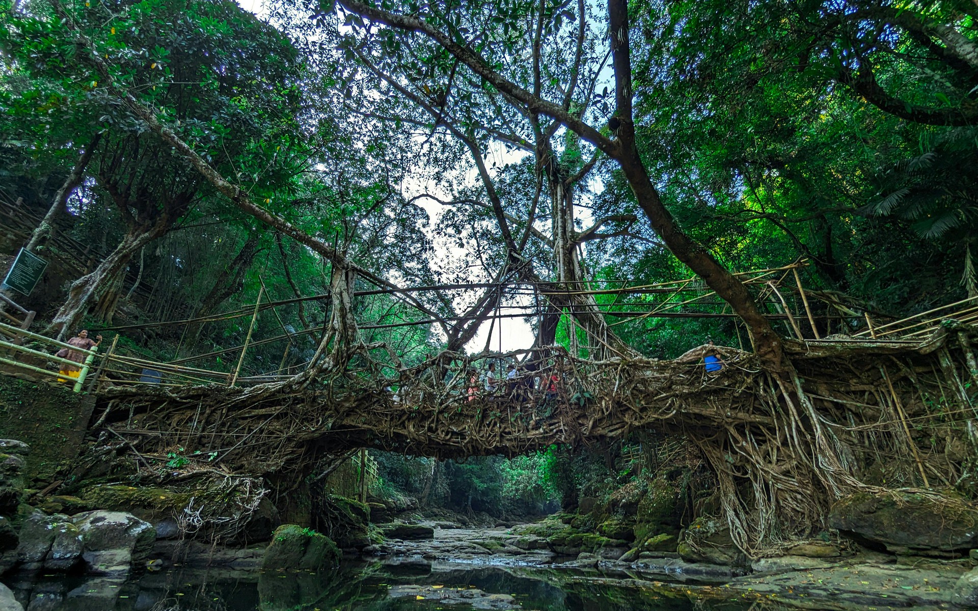 A living root bridge in the Khasi Hills, Meghalaya