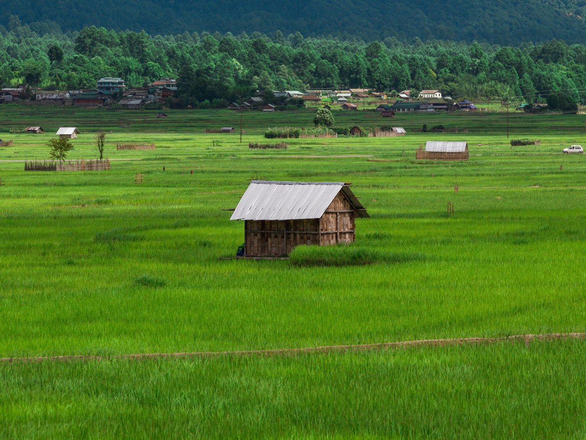 A field hut standing in bright green paddy in the Ziro valley