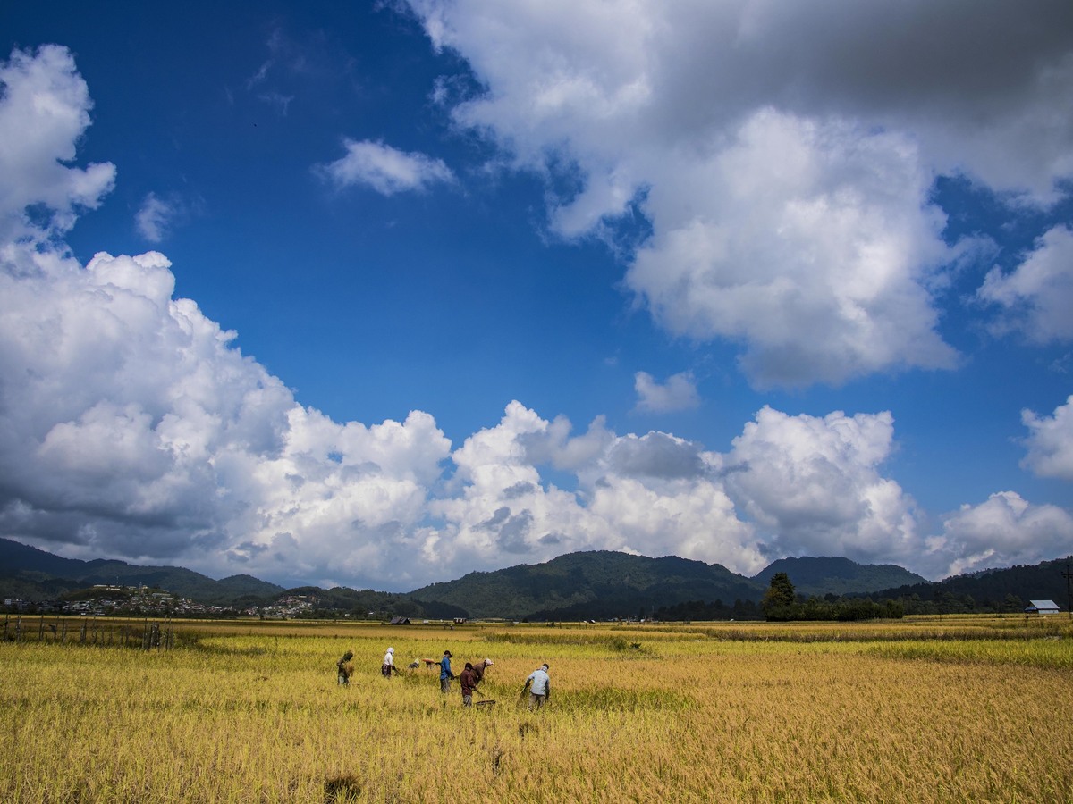 Villagers harvesting golden rice under a wide sky in the Ziro valley