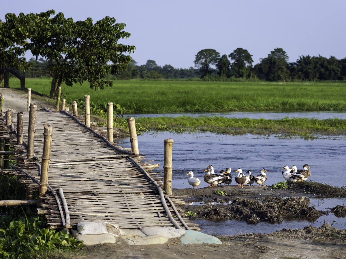 A bamboo footbridge over a wetland with water birds