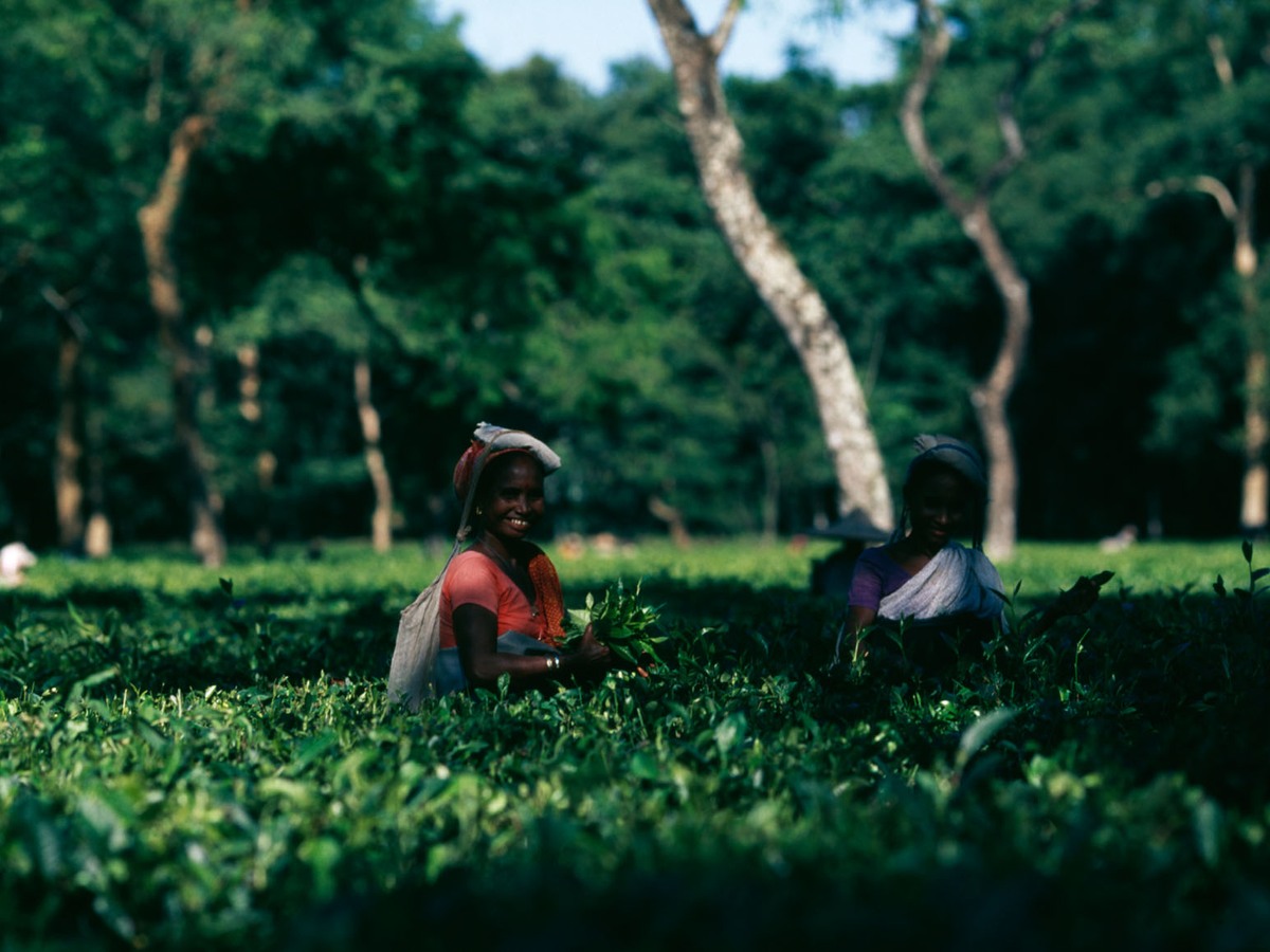Tea pluckers working between the bushes under tall shade trees
