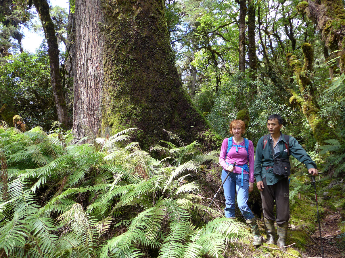 Two trekkers beside a giant spruce among ferns