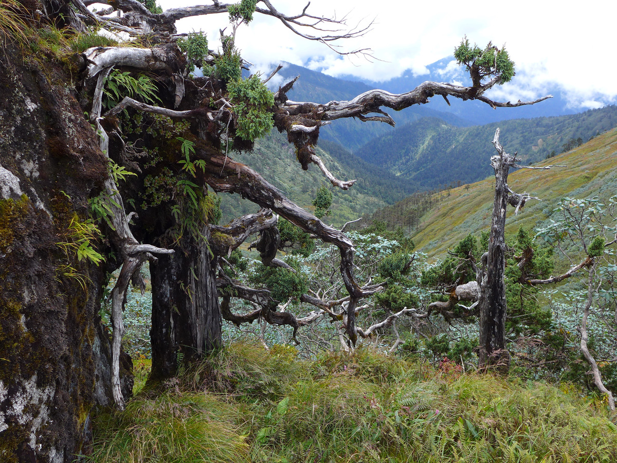Old twisted juniper trees on a high ridge