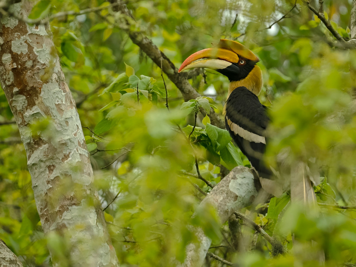 A great hornbill perched among leaves in the forest