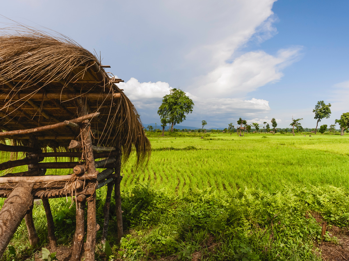A thatched shelter at the edge of bright green paddy fields