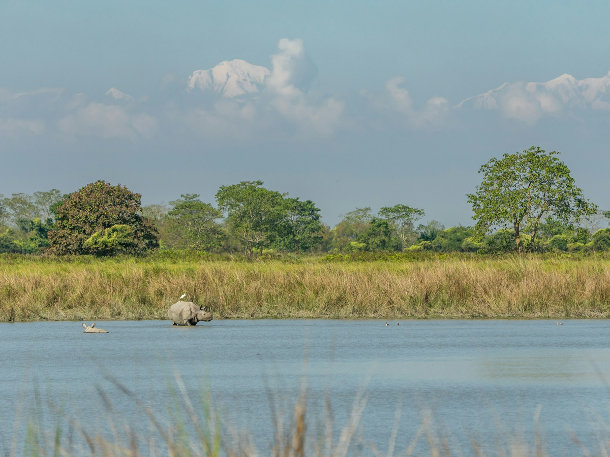 A lone rhino wading in a lake below the grassland and trees