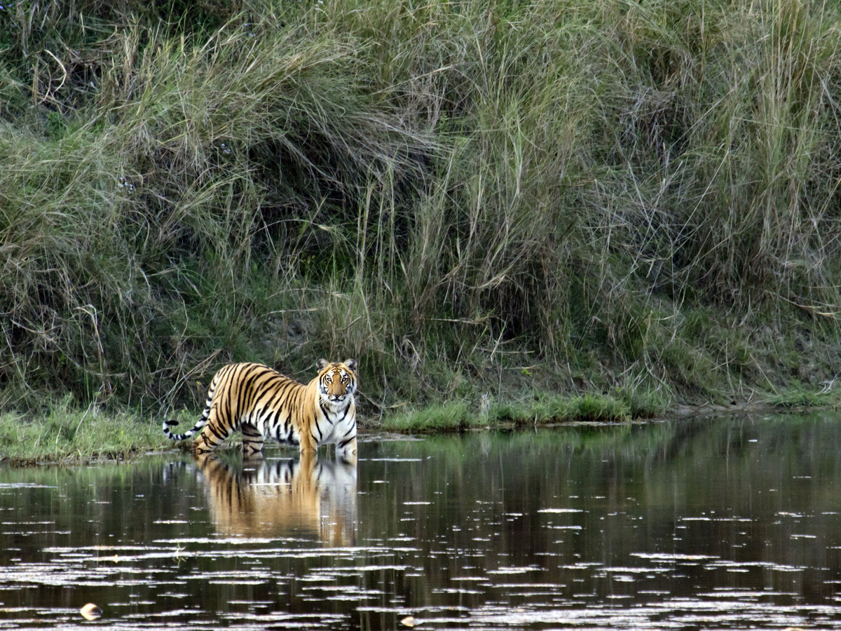 A tiger standing in a forest pool in front of tall grass