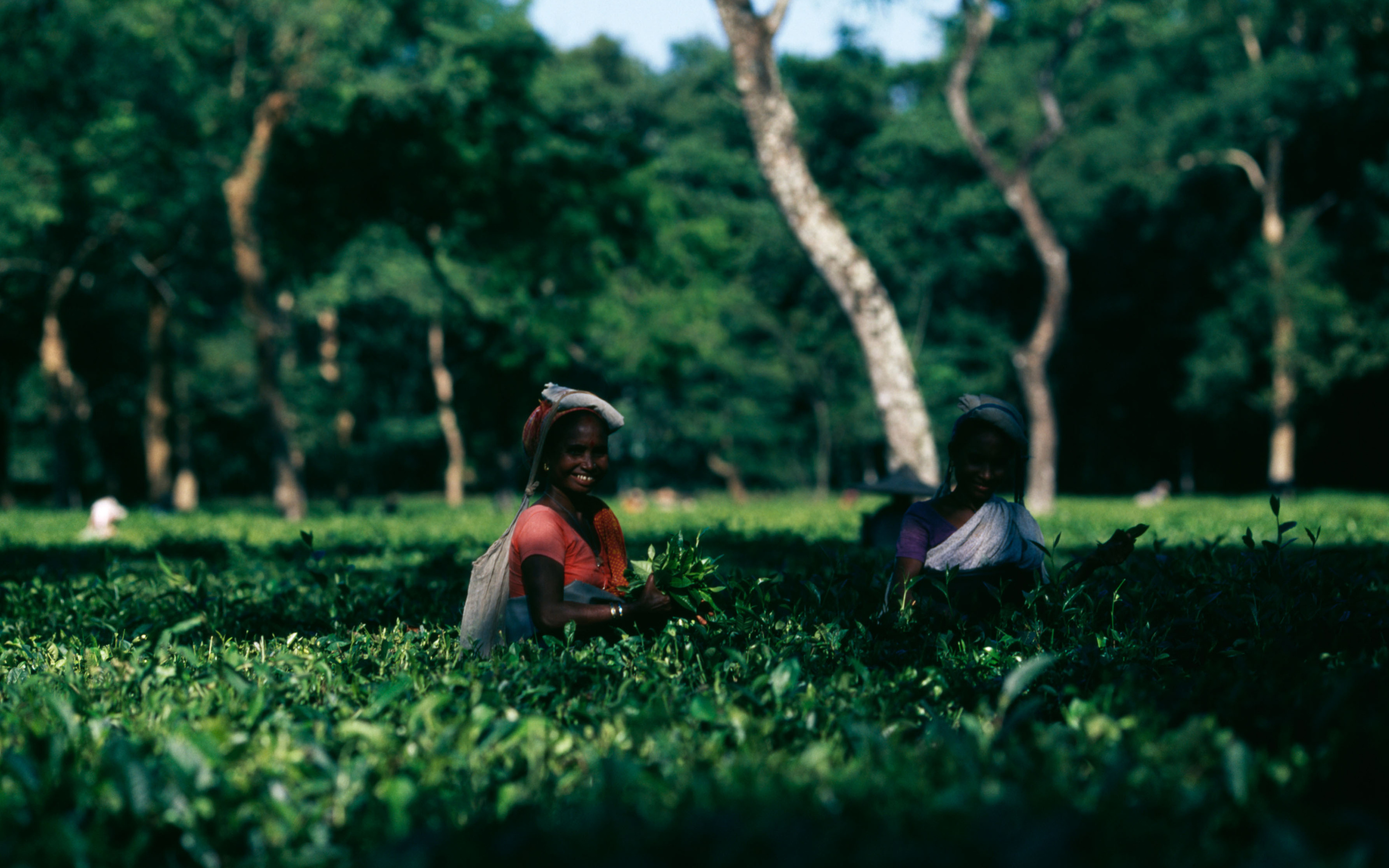 Discover Assam