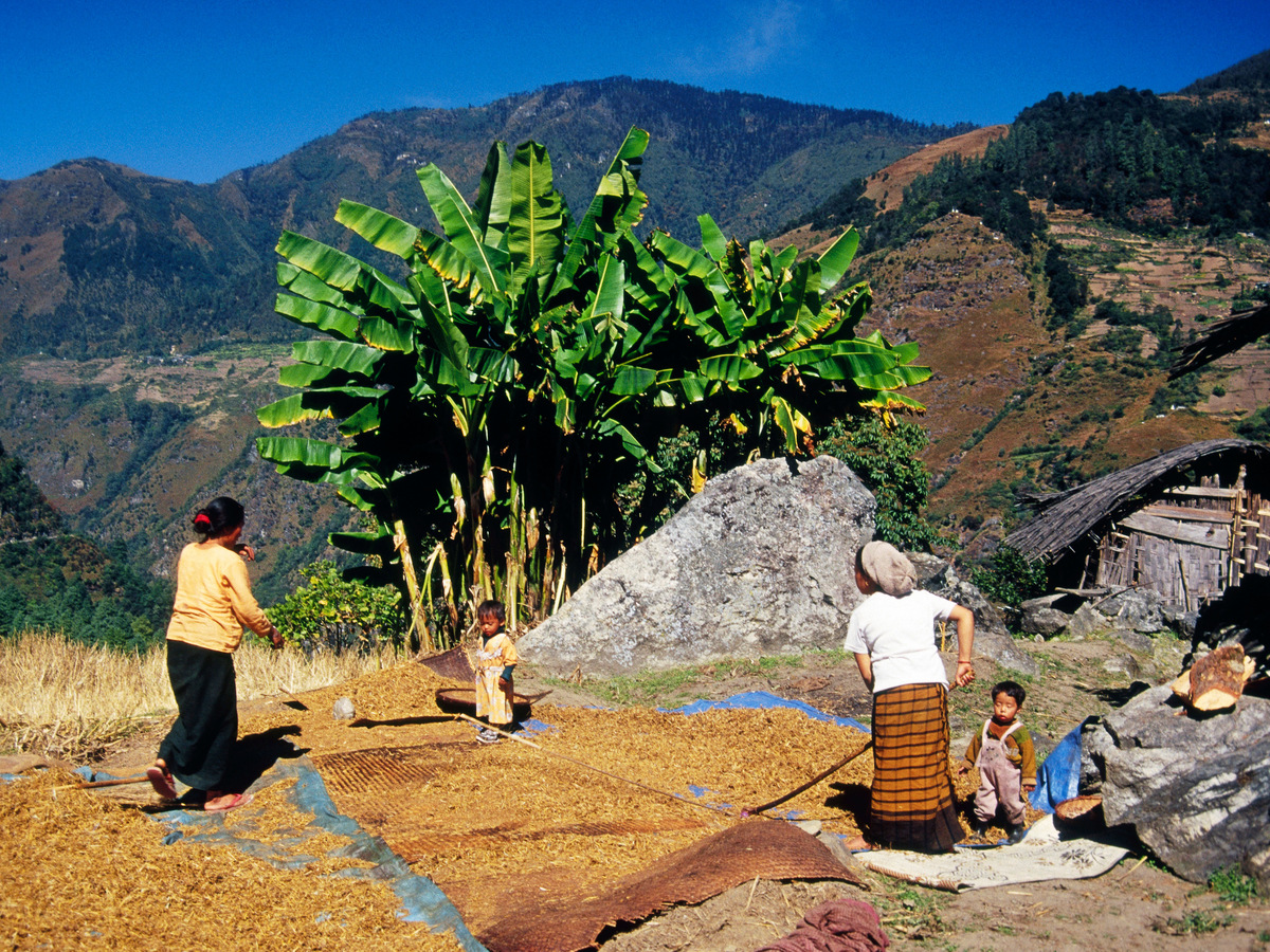 Village women spreading grain to dry on a hillside