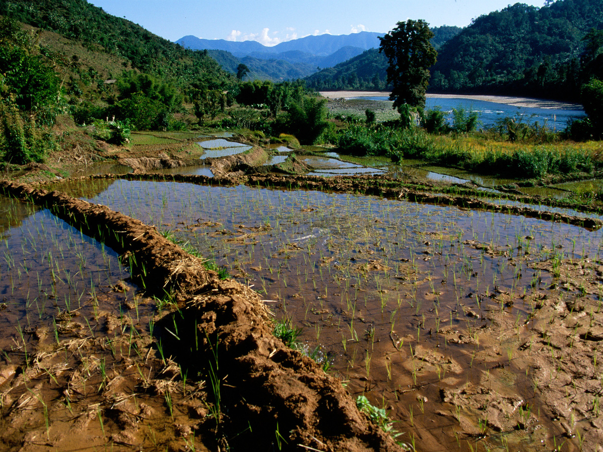 Flooded rice terraces above a river valley in the hills