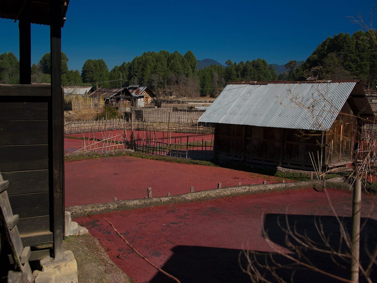 A wooden house beside red-soil nursery beds in the Ziro valley