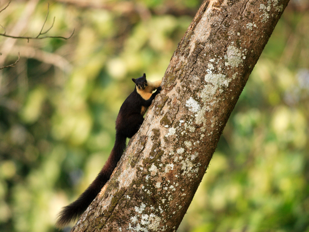 A black giant squirrel on a tree trunk