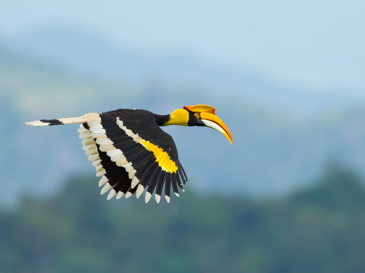 A great hornbill in flight against blue hills