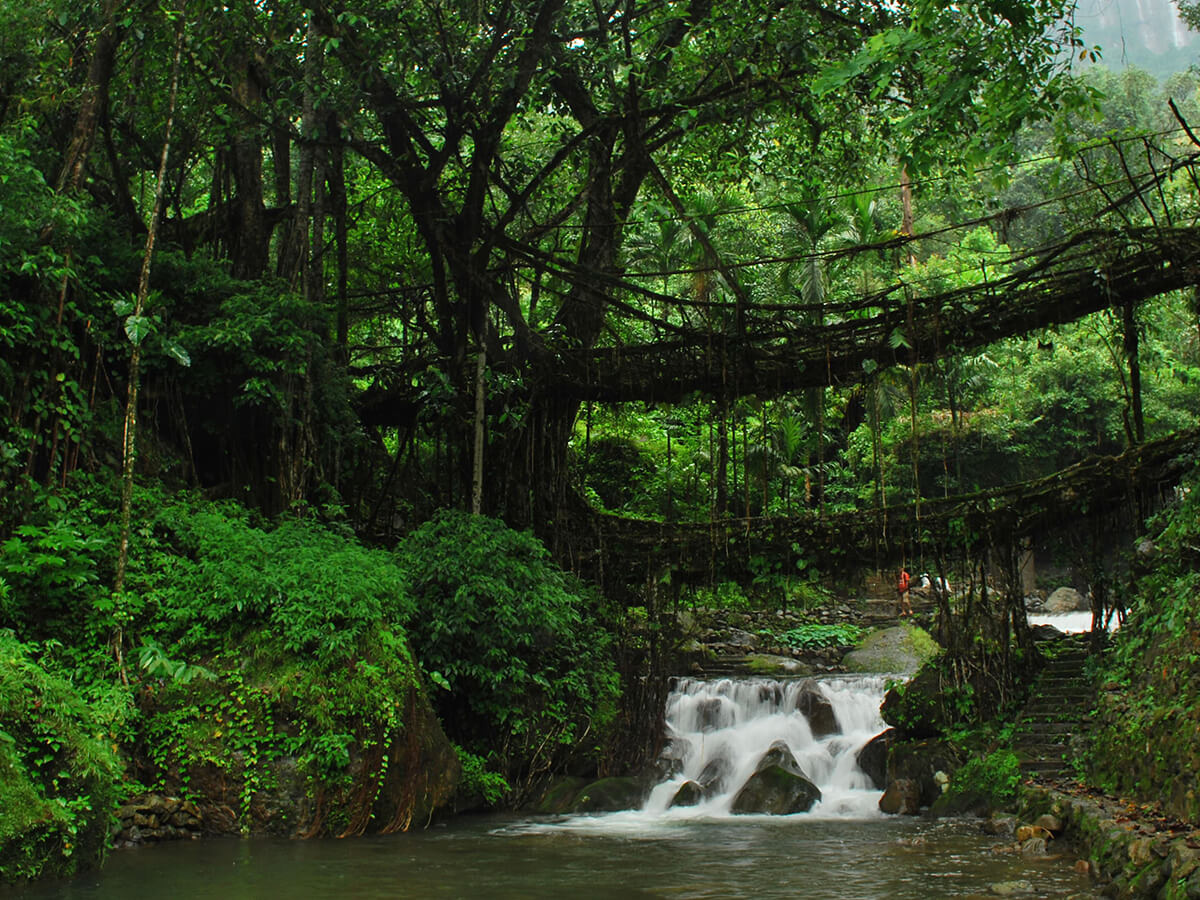 The double-decker living root bridge over a stream at Nongriat