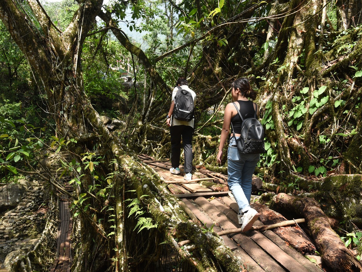 Walkers on a bamboo walkway descending through forest