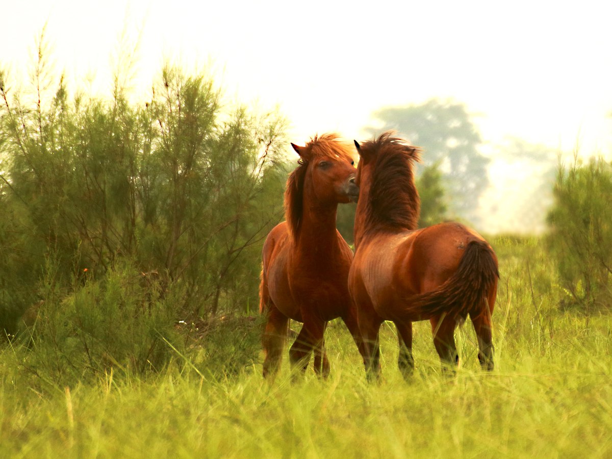 Feral horses in the grasslands of Dibru-Saikhowa